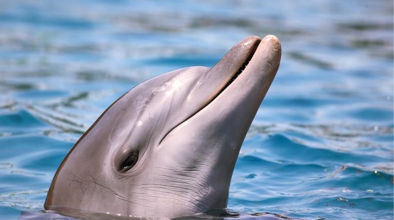 Дельфін, що помер у США, був хворим на пташиний грип – дослідження