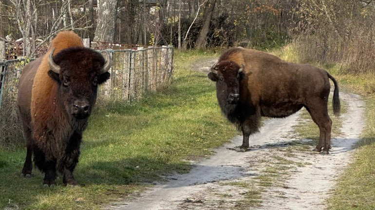 Випасалися на присадибній ділянці: у селі на Житомирщині помітили двох рідкісних зубрів