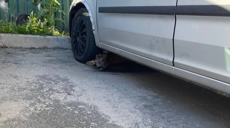 У паніці шукала укриття: в Києві під час обстрілу козуля залізла під автівку і серйозно поранилася