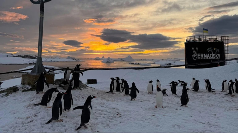 Велике плавання: українські полярники показали, як сотні пінгвінів пірнають в океан