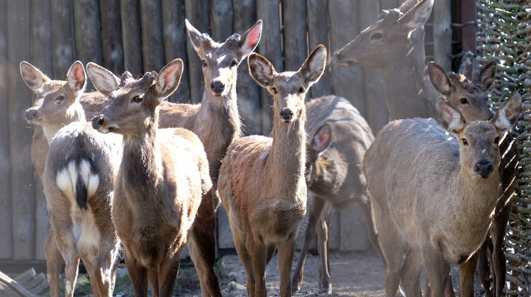 Повернувся апетит: Київський зоопарк розповів про стан плямистих оленів, врятованих від кривдника