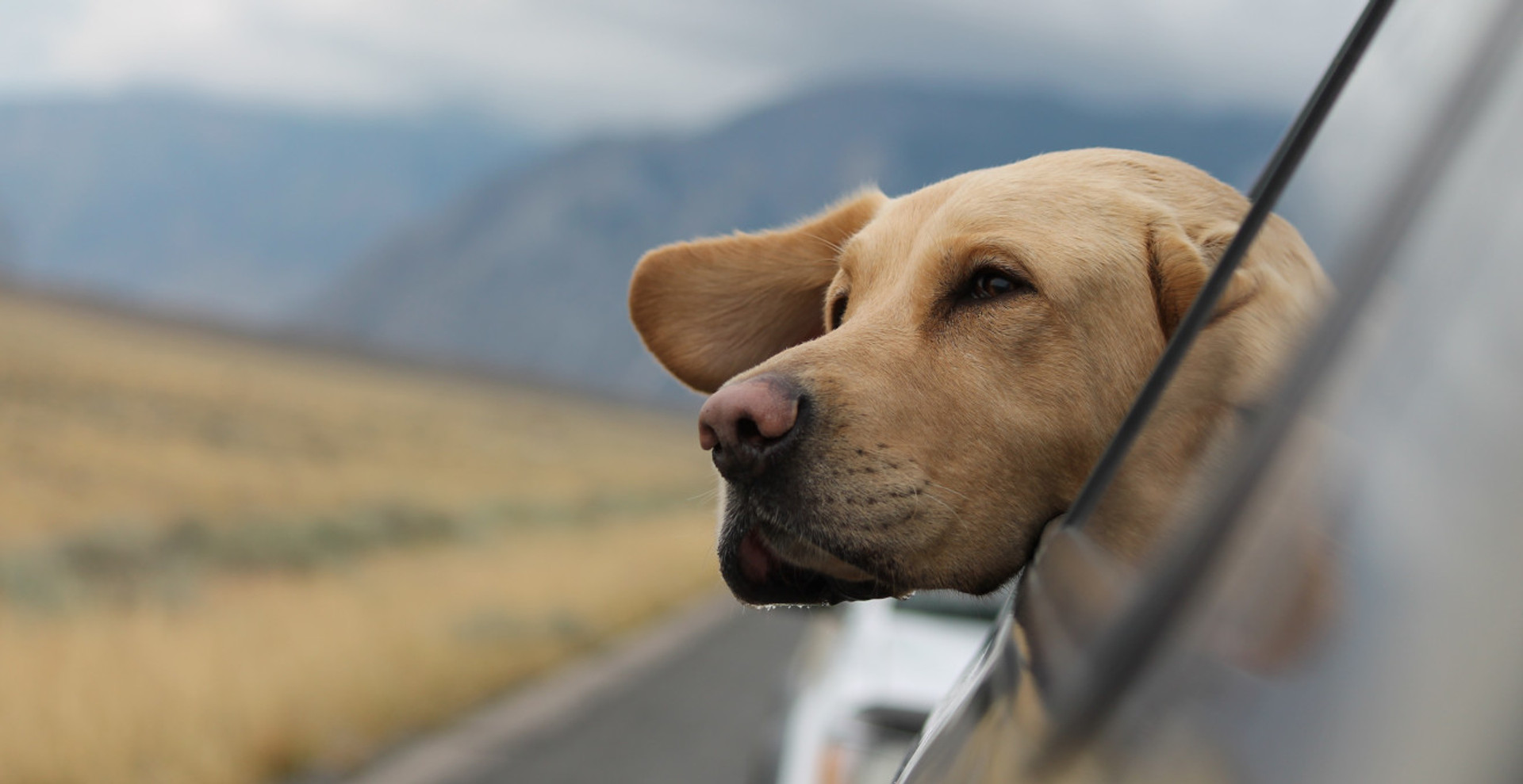 Подорож удвох: я і пес. Як зробити подію радісною для обох? Поради зоопсихологині BRIT