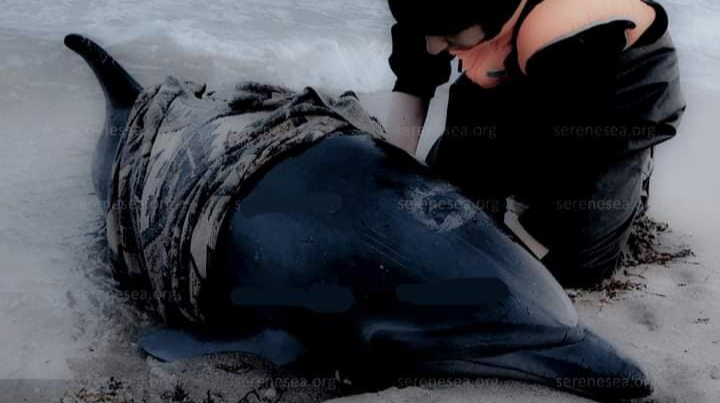 In March 2024, dozens of cetaceans died in the Black Sea – photo