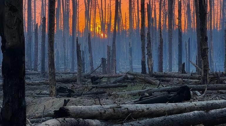 Вирви посеред обпалених дерев: Нацгвардія показала стан ботанічного заказника на Луганщині