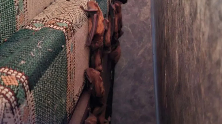 У Харкові через відчинене вікно у квартиру залетіли понад 200 кажанів: більшість з них загинула