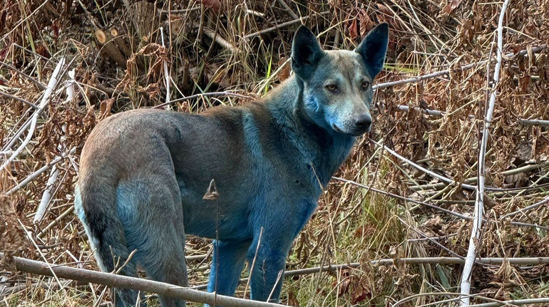 У Чорнобилі помітили собак із синьою шерстю: фахівці пояснили, що могло статися з тваринами