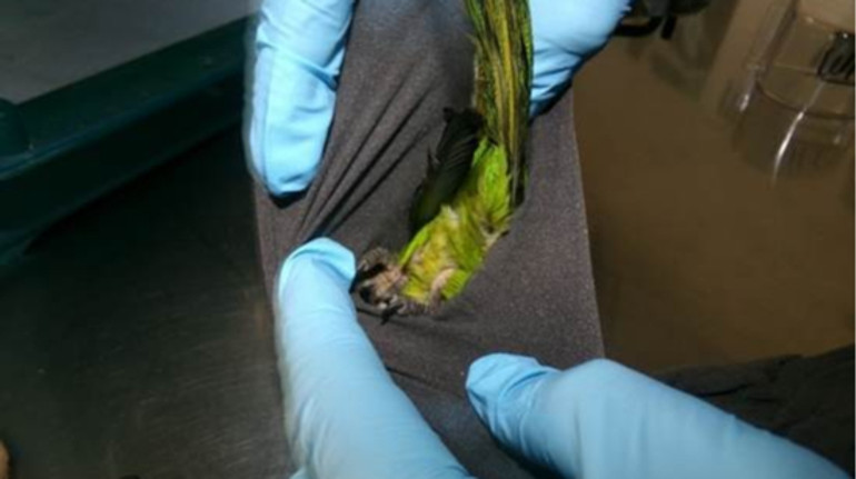 Митники помітили дивну опуклість: у США затримали чоловіка, який перевозив папуг у спідній білизні