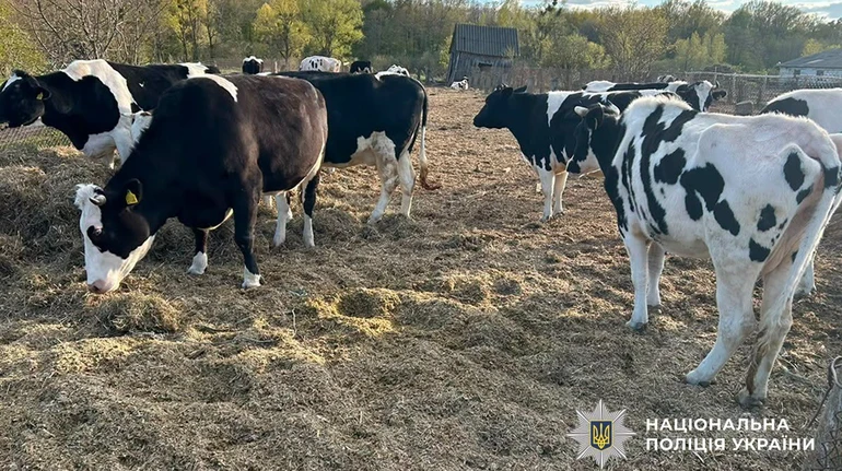 Загинуло понад 50 корів: на Житомирщині директор держпідприємства отримав підозру