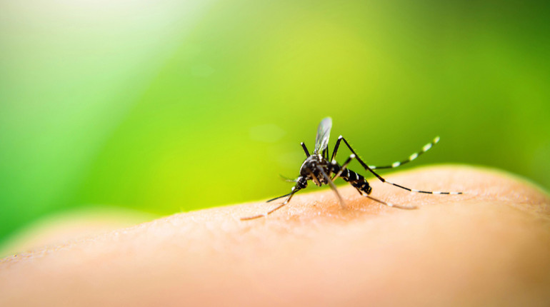 Комарі атакують: як відлякати надокучливих комах і що робити при укусах