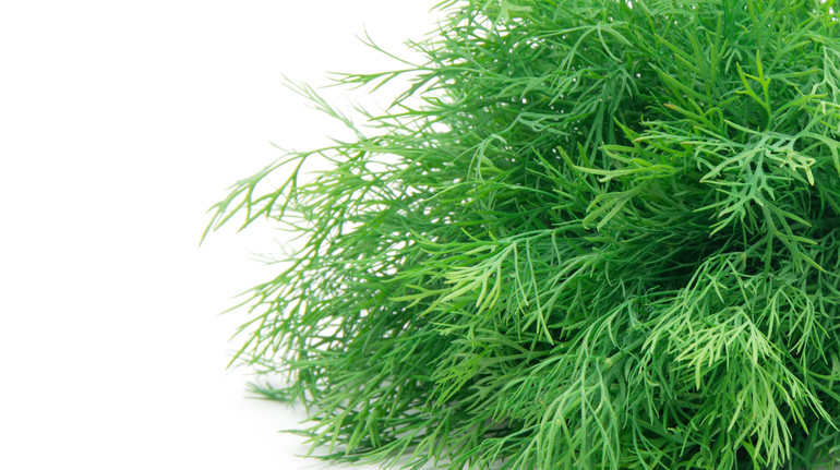 Чому варто додавати кріп до страв та яка його користь для здоров’я