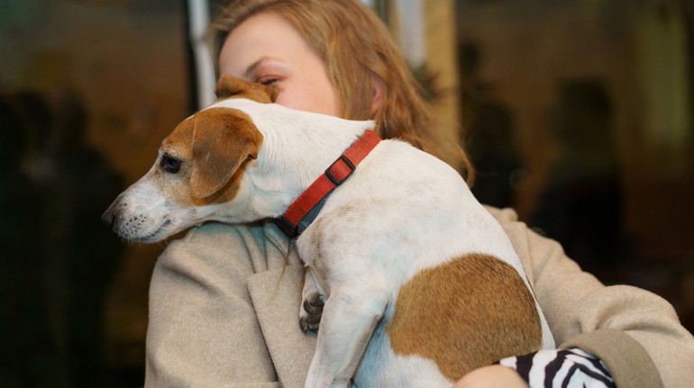 У Києві можуть дозволити перевезення собак у метро: у міськраді підтримали петицію