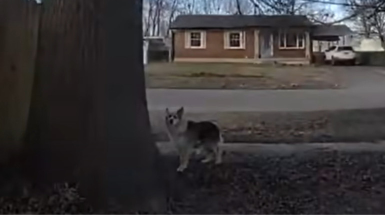 У США зник 3-річний хлопчик: поліція шукала його з повітря, але врятувати дитину допоміг сусідський пес