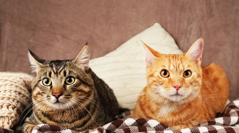 Вчені виявили подібні генетичні зміни при раку молочної залози у котів і людей: чому це важливо