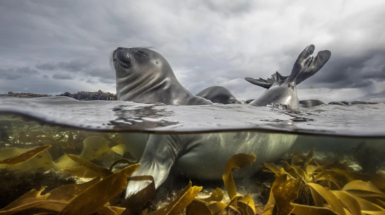 Вітання від білки й коронований олень: Sony World Photography показала фото переможців і шортлисти