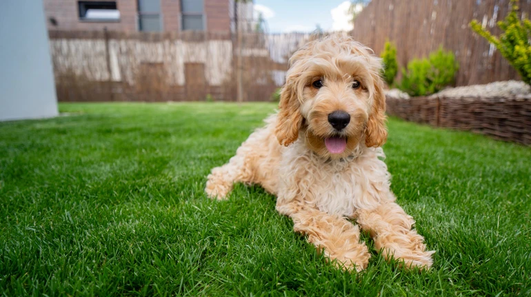 Кокапу чи чистокровні пуделі? Вчені з’ясували, які породи собак більш неслухняні