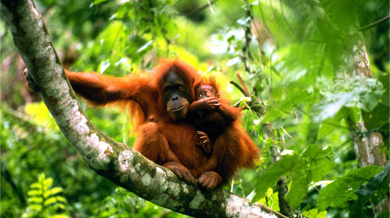 Огидно і надзвичайно лицемірно: активісти розкритикували малазійську дипломатію орангутанів