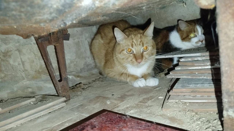 У Києві врятували 7 котів, які вижили після ракетного удару: фото від зоозахисників