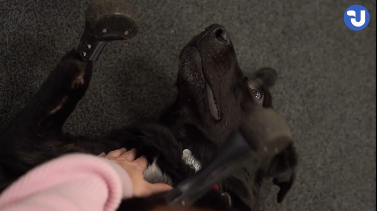 Собака Лавр, якому поїзд перерізав лапи, опанував протези й подружився з ветеранами