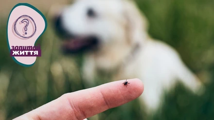 Сезон кліщів у розпалі: як захистити собаку чи кота і що робити після укусу – поради ветлікарки
