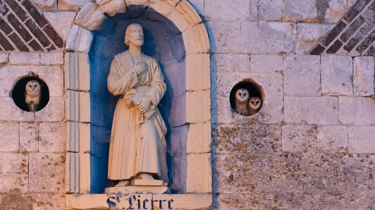 Фрегат на тлі місячного затемнення та поранений яструб: переможці конкурсу Фотограф птахів року