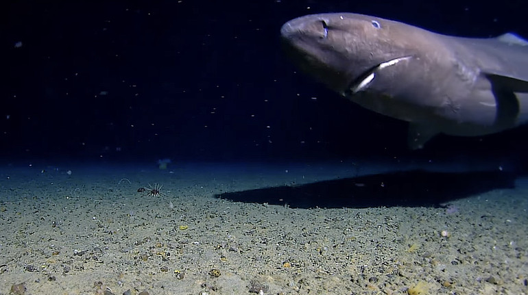У крижаних водах Антарктиди вчені неочікувано зазнімкували акулу довжиною близько 4 метрів