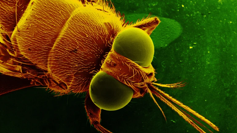 Ховається під плащем-невидимкою: вчені розгадали маскування смертельно небезпечної хвороби