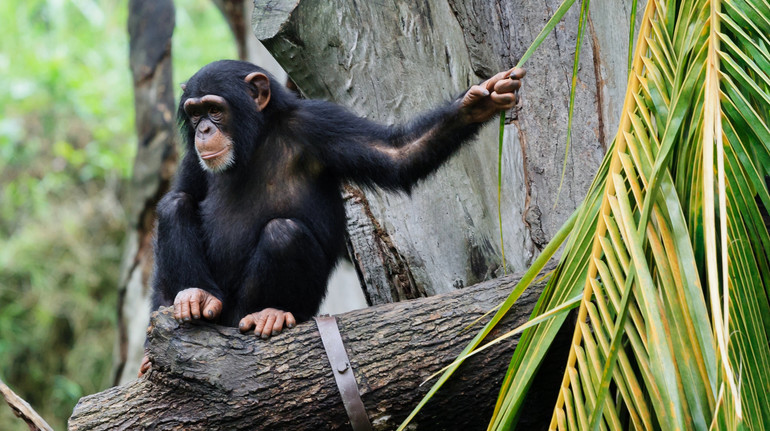 Не тільки люди так вміють: вчені дослідили, як мавпи кепкують одне з одного