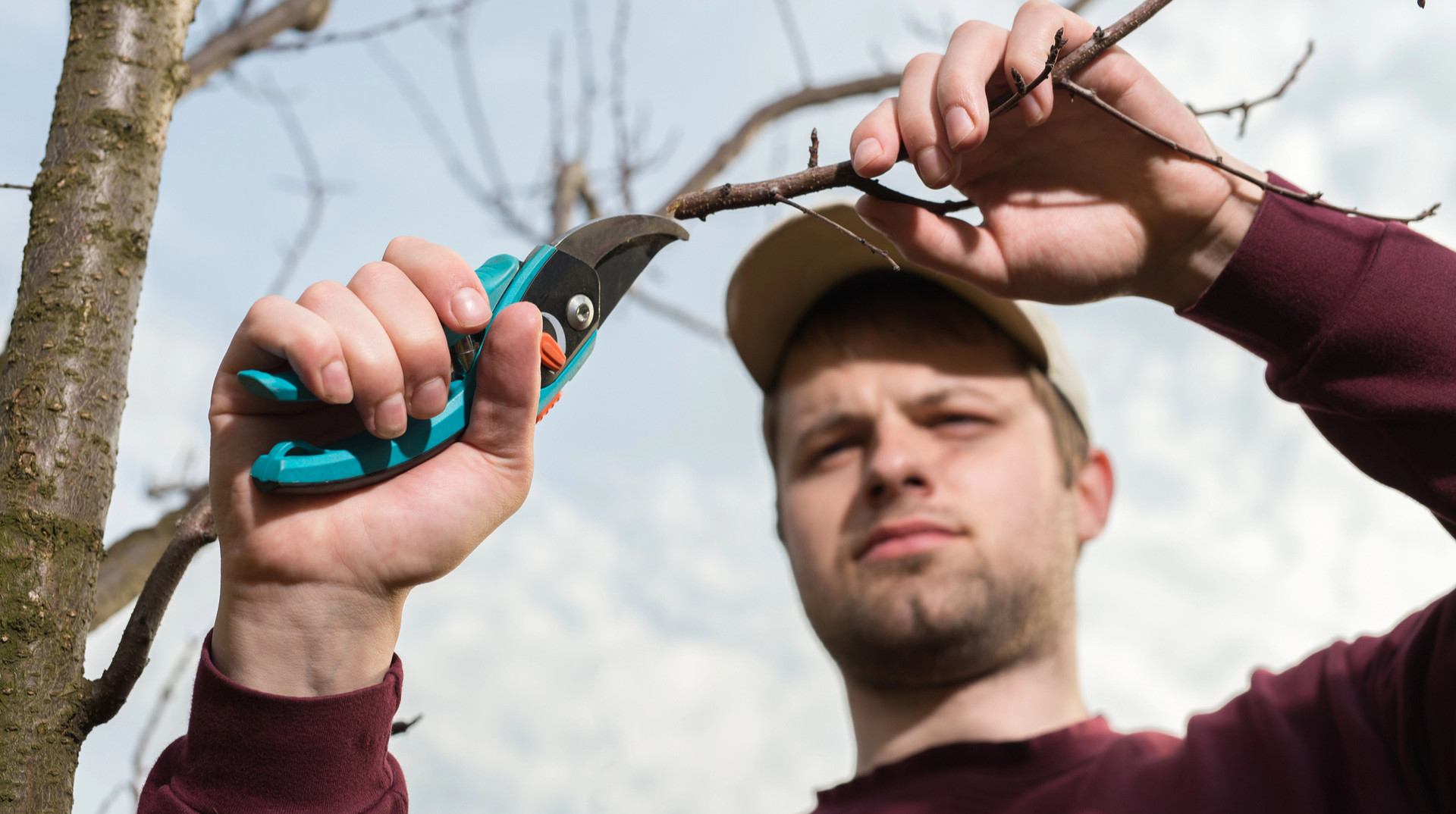 Як правильно обрізати дерева восени: що треба знати про підготовку рослин до зими