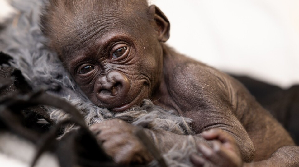 In the USA, a gorilla gave birth by cesarean section