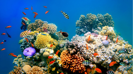 Scientists from Thailand are trying to save coral reefs from death: details