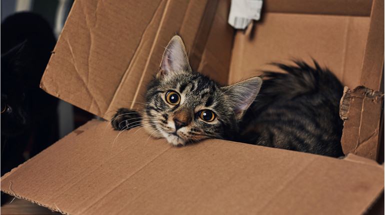 Подолала 800 км у коробці: у США родина повернула кішку, яку випадково відправила поштою