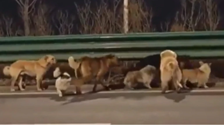 Втекли від викрадачів і мандрували разом: у Китаї 7 собак, яких могли зʼїсти, стали зірками соцмереж