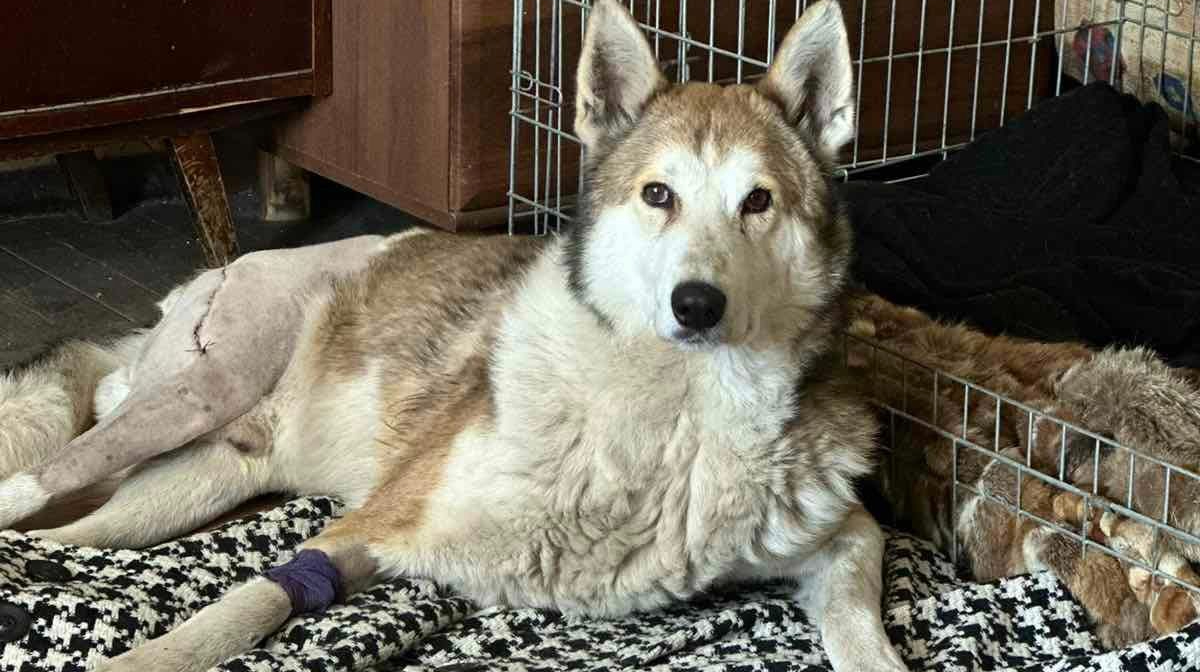 Animal rights activists are looking for a home for a dog that lived with soldiers on the front line and was injured – News