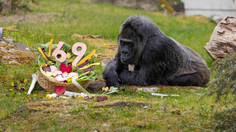 Найстаріша горила світу відзначила 69-й день народження – це як 100 років у людей