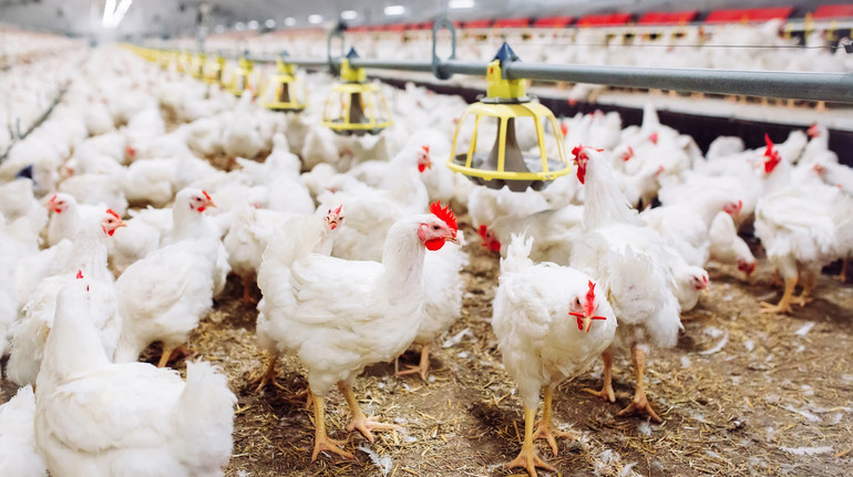 Bird flu is spreading rapidly in Europe: the disease has been recorded in ten countries