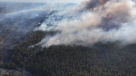 На Харківщині чоловік кинув недопалок у траву: згоріло 350 га лісу, йому загрожує до 10 років тюрми