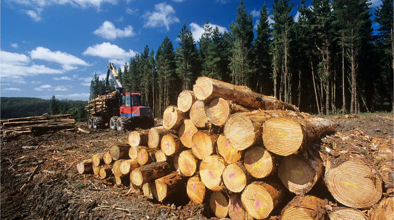 250 млн грн збитків: ДБР підозрює керівництво Прикарпатського лісгоспу у незаконній вирубці лісу