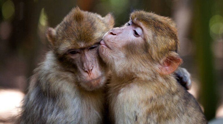 Неандертальці теж цілувалися, зокрема з людьми: вчені визначили вік найстаріших поцілунків
