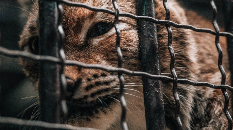 Врятована євразійська рись Урса вирушить з Київщини до Британії: туди вже евакуювали 5 левів