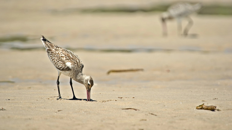 Вчені кажуть, що люди можуть мати сьоме чуття: цим вони нагадують птахів