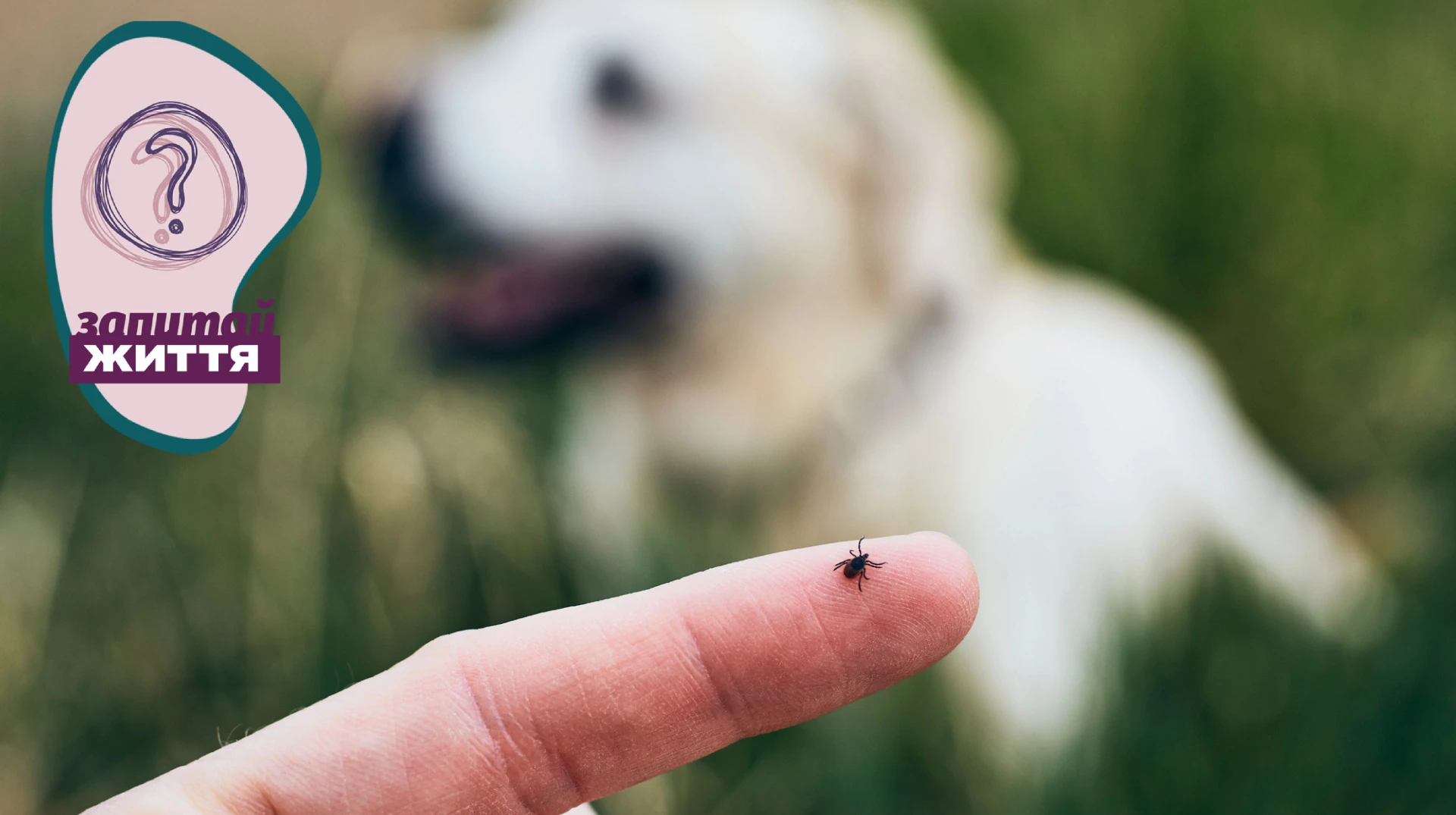 Сезон кліщів у розпалі: як захистити собаку чи кота і що робити після укусу – поради ветлікарки