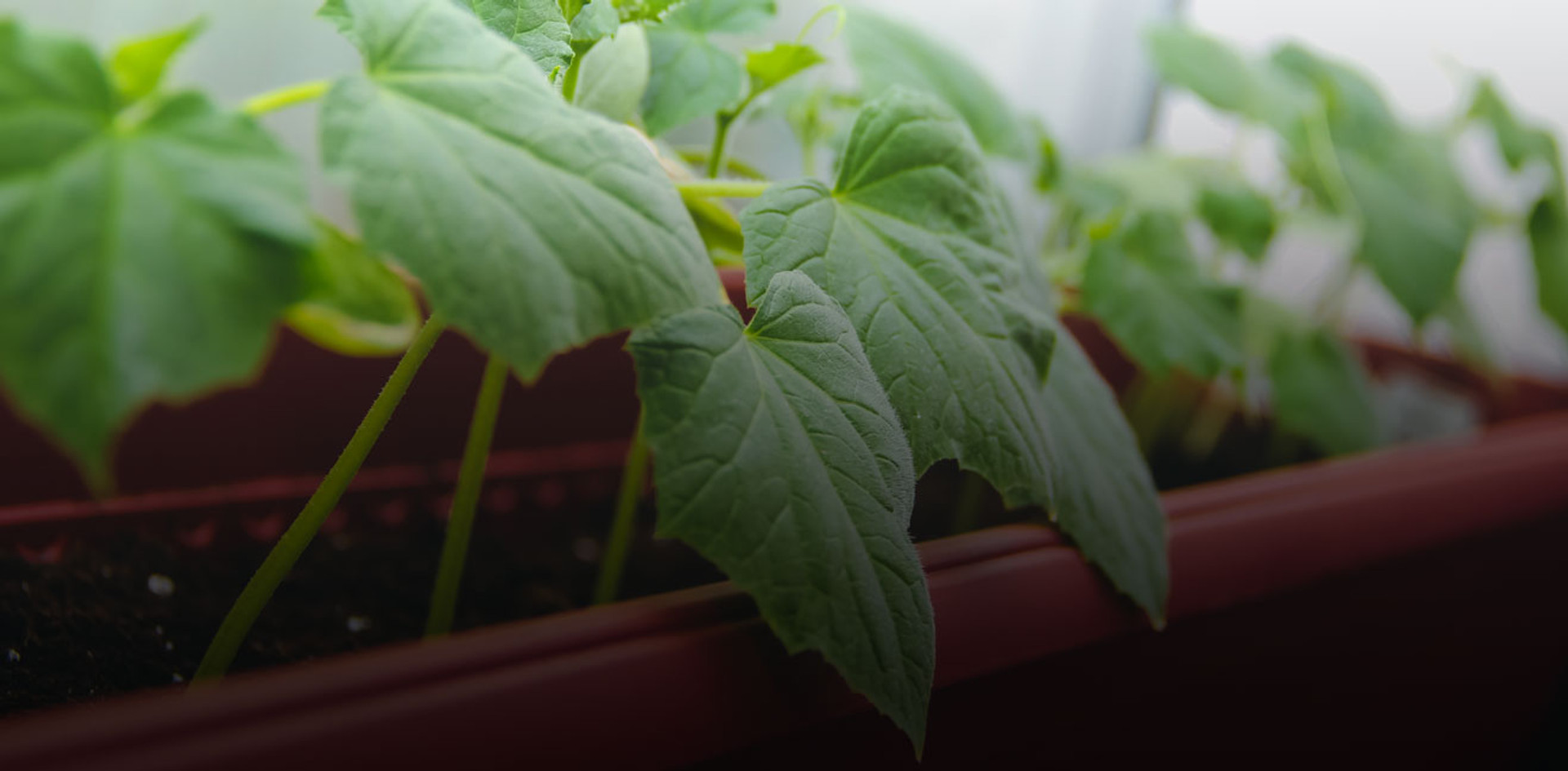 Міні-город на балконі: як виростити зелень та овочі в квартирі