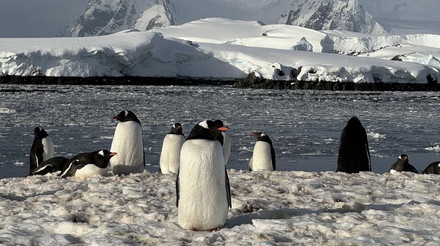 Як олімпійці, але без жердин: полярники показали, як пінгвіни вискакують із крижаних вод