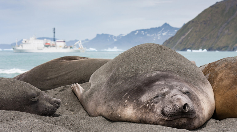 Морські слони під загрозою: пташиний грип знищив половину найбільшої популяції виду