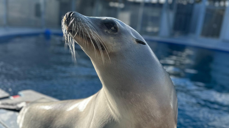 Sea lioness surpassed people in the ability to keep the rhythm