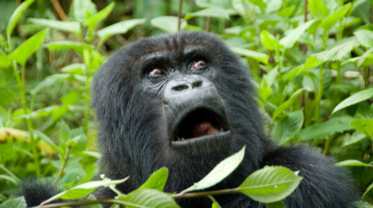 Самиці горил у нових компаніях шукають своїх знайомих, наче люди на вечірках