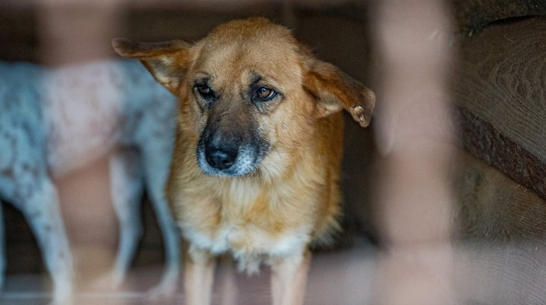 Годують зіпсованою їжею: волонтери поскаржилися на умови для тварин у притулку на Дніпропетровщині