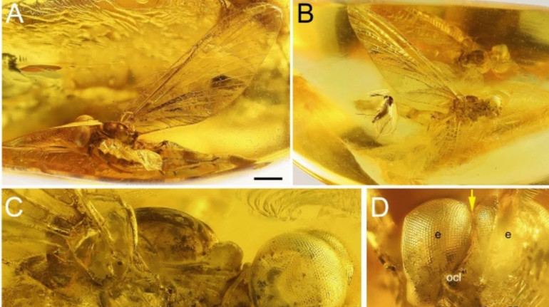 Scientists have called a new kind of insect in honor of the Heavenly Hundred: Photo