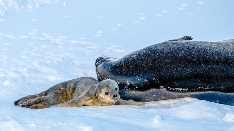 Біля Вернадського народилися перші у цьому році тюленятка: малята з’явилися на світ майже одночасно
