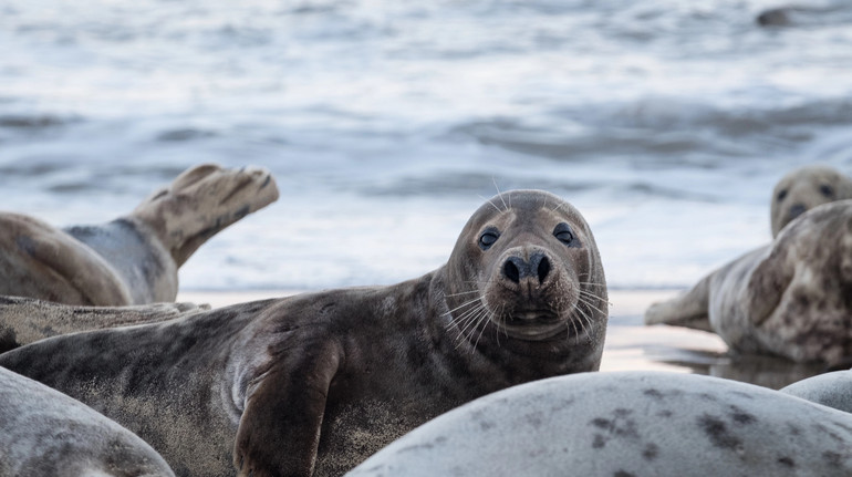Понад чверть рідкісних тварин і рослин перебувають під загрозою зникнення – Червоний список